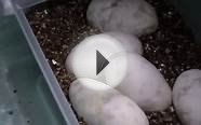 Candling Ball Python Eggs
