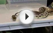 Caring for a Ball Python