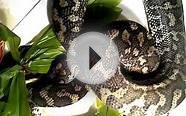 coastal carpet python versus noisy chick