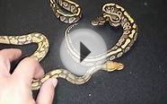 Current list of ball pythons for sale
