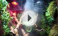 Custom Snake Enclosure/Cage Emerald Tree Boa