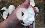 Cutting snake eggs. Pastel calico ball python