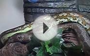 Darwin python