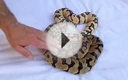 Desert ghost morph ball python video