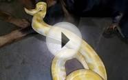 Doberman Pinschers attack Burmese Python- horrific!