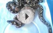 Enchi x Spider ball python clutch