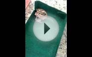 Feeding baby ball Python
