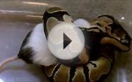 Feeding full-grown mouse to ball python (snake)