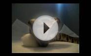 Female ball python (Tangle) eating mouse "Biggest