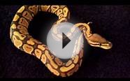 Female orange ghost ball python