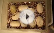 Fertile vs. infertile half dwarf burmese python eggs