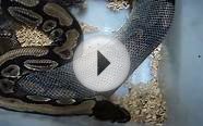 fikhrie ball python shedding skin close up
