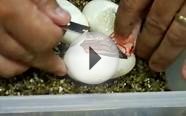 Fire Ball Python Clutch Eggs opening up!