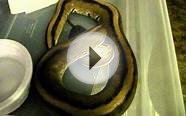 genetic stripe ball python morph eats rat