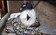 Giant albino python attacks zookeeper during an interview