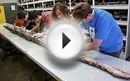 Giant Burmese python caught in Florida