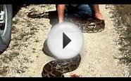 Giant Burmese python measuring 18ft could be the biggest
