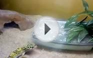 Giant snake worm lizard eats people for dinner.