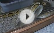 Giant snakes II - Python reticulatus