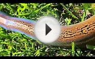 Goldenchild Jampea Reticulated Python