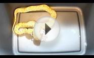 *GRAPHIC* Albino Burmese Python Feeding (29 Dec 2010)