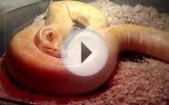 Gravid Buttercup ~ Albino Burmese Python