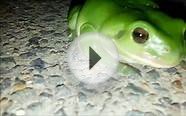 Green Tree Frog - up close and personal. Australian Green