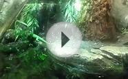 Green Tree Monitor Lizard at Blue Planet Aquarium