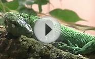 Green Tree Monitor Lizard Steps On Roommates Head