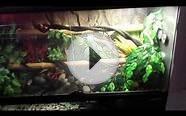 Green tree python enclosure with water feature