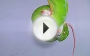 Green Tree Python Feeding (HD)