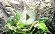 Green Tree Python snake biak