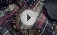 handling my normal ball python