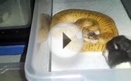 How I Feed Baby Ball Pythons Frozen Thawed Rats