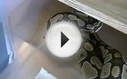 Hypo ball python eating and shed