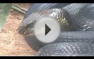 Indian Python Snake | Indian Zoo Dangerous Animals, Snakes,