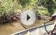 Is This Largest Snake In The World? Anaconda Snake!!