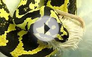 Jungle Carpet Python Feeding 8-23-09