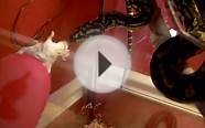 Jungle Carpet Python (JCP) Attacking Mice & Rat