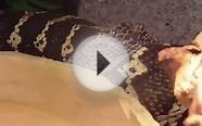 Jungle Carpet Python Shedding Skin