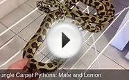 Jungle Carpet Pythons: Mate And Lemon *UPDATE*