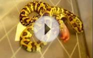 Jungle/Jaguar Carpet python eating