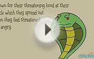 King Cobras -Fun Fact Series