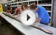 Largest ever Burmese python snake caught in Florida