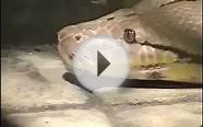 Largest Snake Attack Strike Eat Swallow Reticulated Python