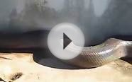 Largest snake ever recorded found dead.