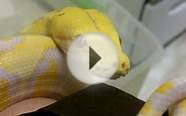 Lavender Albino Reticulated Python
