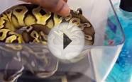 Leo update and Getting off feed Ball Pythons to eat