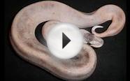 List of Ball Python Morphs From A to Zand More.