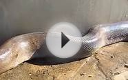Long python snake